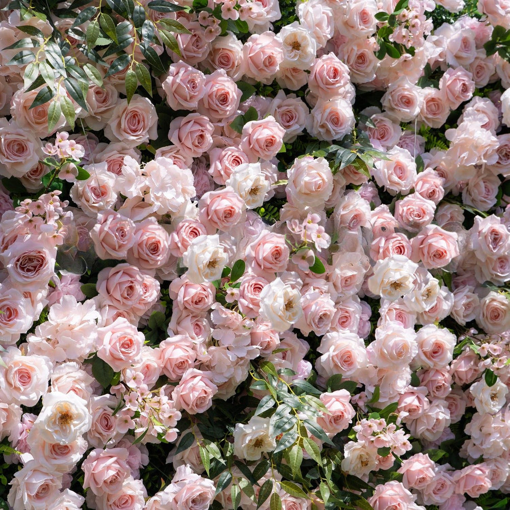 Wall of pink and white roses with green leaves