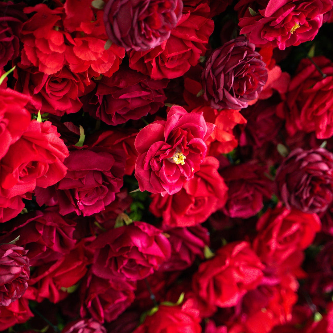 Close-up of a bouquet of red and pink roses.