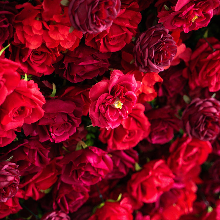 Close-up of a bouquet of red and pink roses.