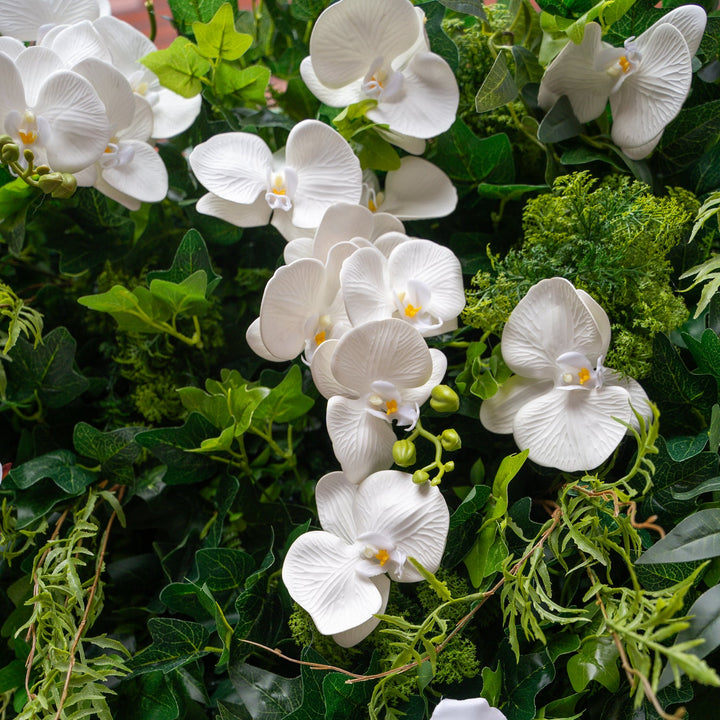 White orchids surrounded by green foliage