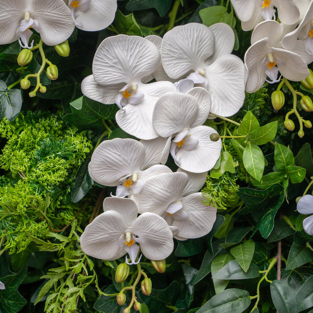 Close-up of white orchids with green leaves