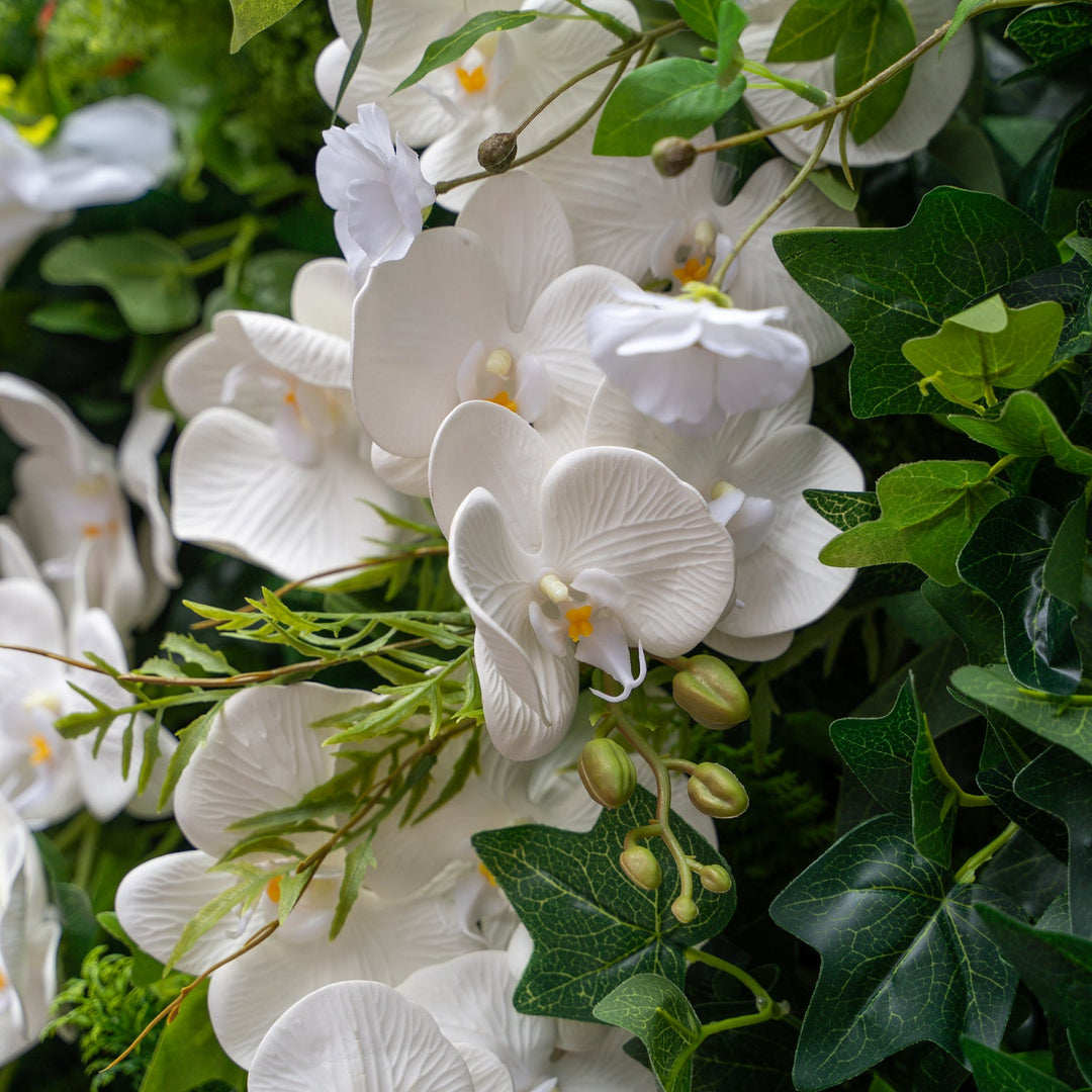 Close-up of white orchids with green leaves