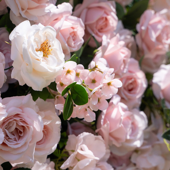 Close-up of pink and white roses with green leaves